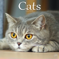 Book Cover for Cats Calendar 2024 Square Cat Wall Calendar - 16 Month by Avonside Publishing Ltd