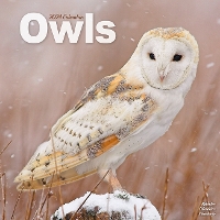 Book Cover for Owls Calendar 2024 Square Birds Wall Calendar - 16 Month by Avonside Publishing Ltd