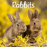 Book Cover for Rabbits Calendar 2024 Square Animal Wall Calendar - 16 Month by Avonside Publishing Ltd