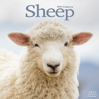 Book Cover for Sheep Calendar 2024 Square Farm Animal Wall Calendar - 16 Month by Avonside Publishing Ltd