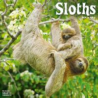 Book Cover for Sloths Calendar 2024 Square Animal Wall Calendar - 16 Month by Avonside Publishing Ltd