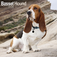 Book Cover for Basset Hound Calendar 2025 Square Dog Breed Wall Calendar - 16 Month by 