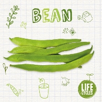 Book Cover for Bean by Kirsty Holmes, Dan Scase