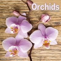 Book Cover for Orchids 2021 Wall Calendar by Avonside Publishing Ltd