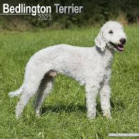 Book Cover for Bedlington Terrier 2023 Wall Calendar by Avonside Publishing Ltd