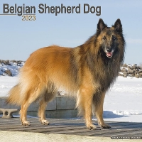 Book Cover for Belgian Shepherd Dog 2023 Wall Calendar by Avonside Publishing Ltd