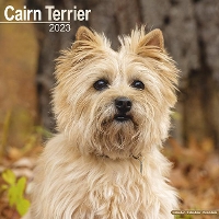 Book Cover for Cairn Terrier 2023 Wall Calendar by Avonside Publishing Ltd