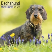 Book Cover for Wirehaired Dachshund 2023 Wall Calendar by Avonside Publishing Ltd