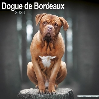 Book Cover for Dogue De Bordeaux 2023 Wall Calendar by Avonside Publishing Ltd