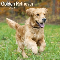 Book Cover for Golden Retriever 2023 Wall Calendar by Avonside Publishing Ltd