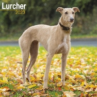 Book Cover for Lurcher 2023 Wall Calendar by Avonside Publishing Ltd