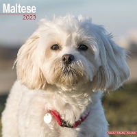 Book Cover for Maltese 2023 Wall Calendar by Avonside Publishing Ltd