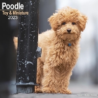 Book Cover for Poodle (Toy & Miniature) 2023 Wall Calendar by Avonside Publishing Ltd