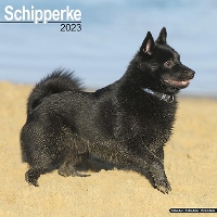 Book Cover for Schipperke 2023 Wall Calendar by Avonside Publishing Ltd