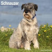 Book Cover for Schnauzer (Euro) 2023 Wall Calendar by Avonside Publishing Ltd