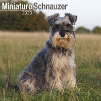 Book Cover for Schnauzer Miniature 2023 Wall Calendar by Avonside Publishing Ltd