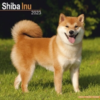 Book Cover for Shiba Inu 2023 Wall Calendar by Avonside Publishing Ltd