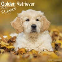 Book Cover for Golden Retriever Puppies 2023 Wall Calendar by Avonside Publishing Ltd