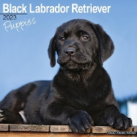 Book Cover for Black Labrador Retriever Puppies 2023 Wall Calendar by Avonside Publishing Ltd