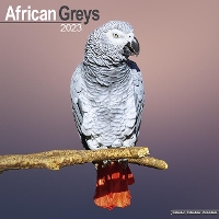 Book Cover for African Greys 2023 Wall Calendar by Avonside Publishing Ltd