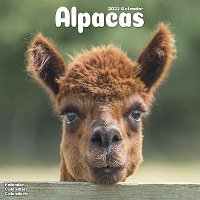 Book Cover for Alpacas 2023 Wall Calendar by Avonside Publishing Ltd