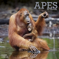 Book Cover for Apes 2023 Wall Calendar by Avonside Publishing Ltd