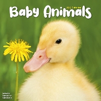 Book Cover for Baby Animals 2023 Wall Calendar by Avonside Publishing Ltd