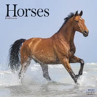 Book Cover for Horses 2023 Wall Calendar by Avonside Publishing Ltd
