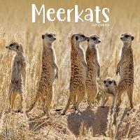 Book Cover for Meerkats 2023 Wall Calendar by Avonside Publishing Ltd