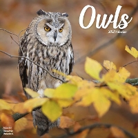 Book Cover for Owls 2023 Wall Calendar by Avonside Publishing Ltd