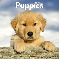 Book Cover for Puppies 2023 Wall Calendar by Avonside Publishing Ltd
