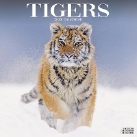 Book Cover for Tigers 2023 Wall Calendar by Avonside Publishing Ltd
