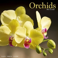 Book Cover for Orchids 2023 Wall Calendar by Avonside Publishing Ltd