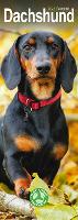 Book Cover for Dachshund 2023 Slim Calendar by Avonside Publishing Ltd