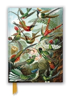 Book Cover for Ernst Haeckel: Hummingbirds (Foiled Journal) by Flame Tree Studio