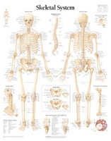 Book Cover for Skeletal System Paper Poster by Scientific Publishing