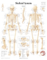 Book Cover for Skeletal System Laminated Poster by Scientific Publishing