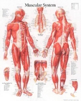 Book Cover for Muscular System with Male Figure Paper Poster by Scientific Publishing