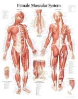 Book Cover for Muscular System with Female Figure Paper Poster by Scientific Publishing