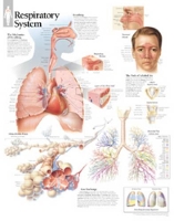 Book Cover for Respiratory System Laminated Poster by Scientific Publishing