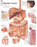 Book Cover for Digestive System Laminated Poster by Scientific Publishing