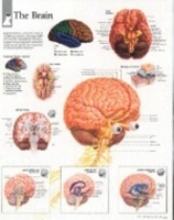 Book Cover for Brain Paper Poster by Scientific Publishing