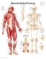 Book Cover for Musculoskeletal System Paper Poster by Scientific Publishing