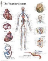 Book Cover for Vascular System Paper Poster by Scientific Publishing