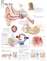 Book Cover for Ear Laminated Poster by Scientific Publishing