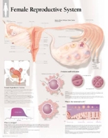 Book Cover for Female Reproductive System Laminated Poster by Scientific Publishing