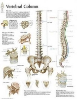 Book Cover for Vertebral Column Paper Poster by Scientific Publishing