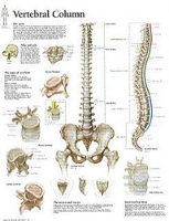 Book Cover for Vertebral Column Laminated Poster by Scientific Publishing