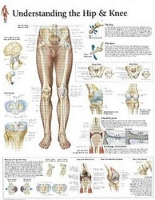 Book Cover for Understanding the Hip & Knee Laminated Poster by Scientific Publishing