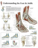 Book Cover for Understanding the Foot & Ankle Paper Poster by Scientific Publishing